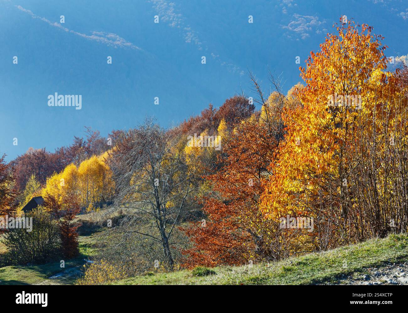 Herbst Nebel Berghang mit bunten Bäumen. Stockfoto