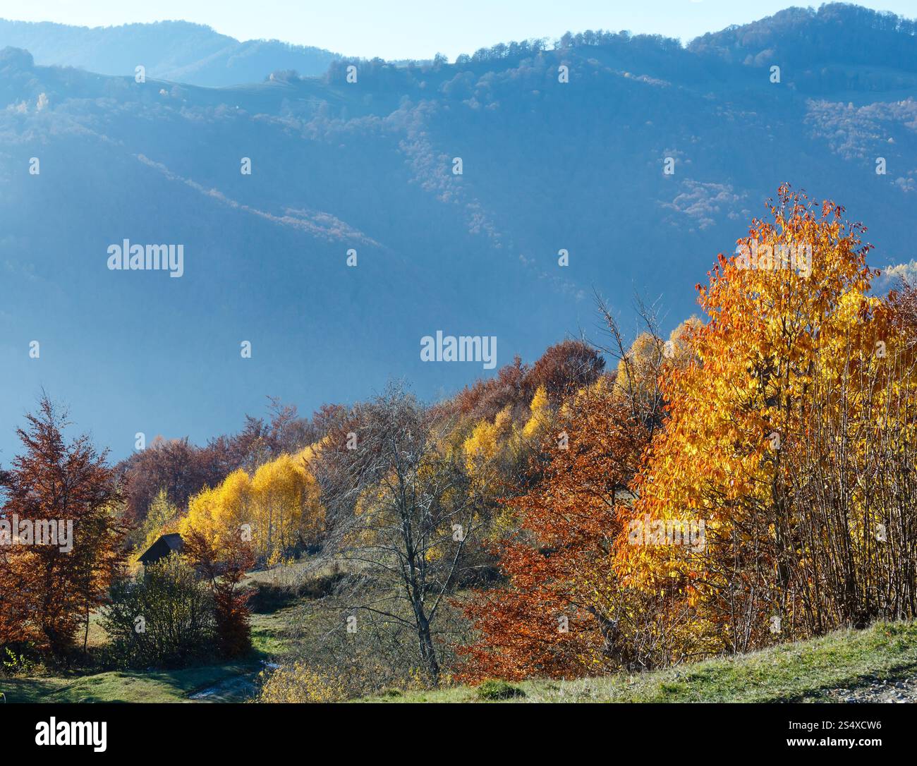 Herbst Nebel Berghang mit bunten Bäumen. Stockfoto