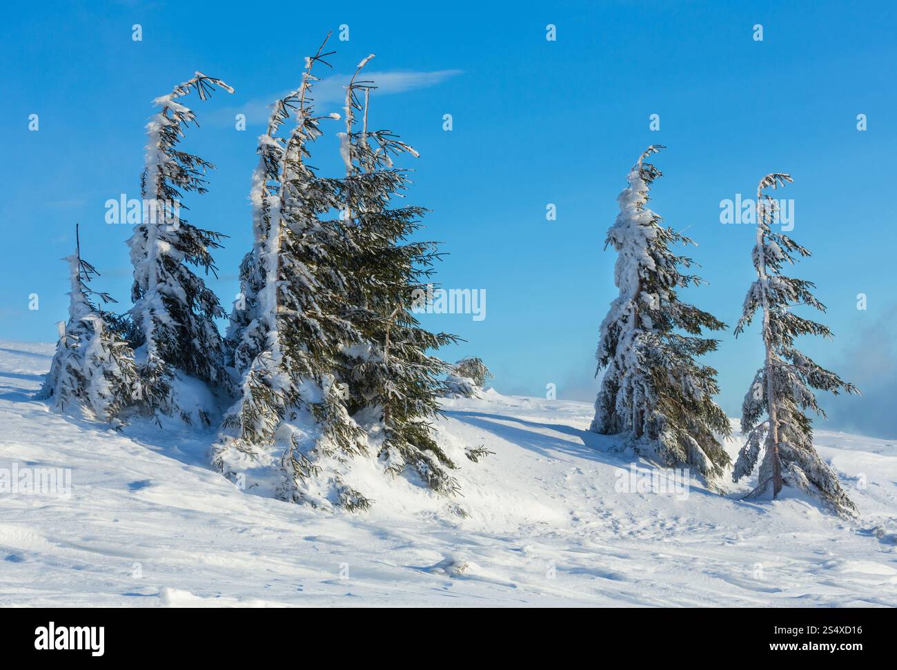 Eisige verschneiten Tannen auf Winter Morgen Hang. Stockfoto