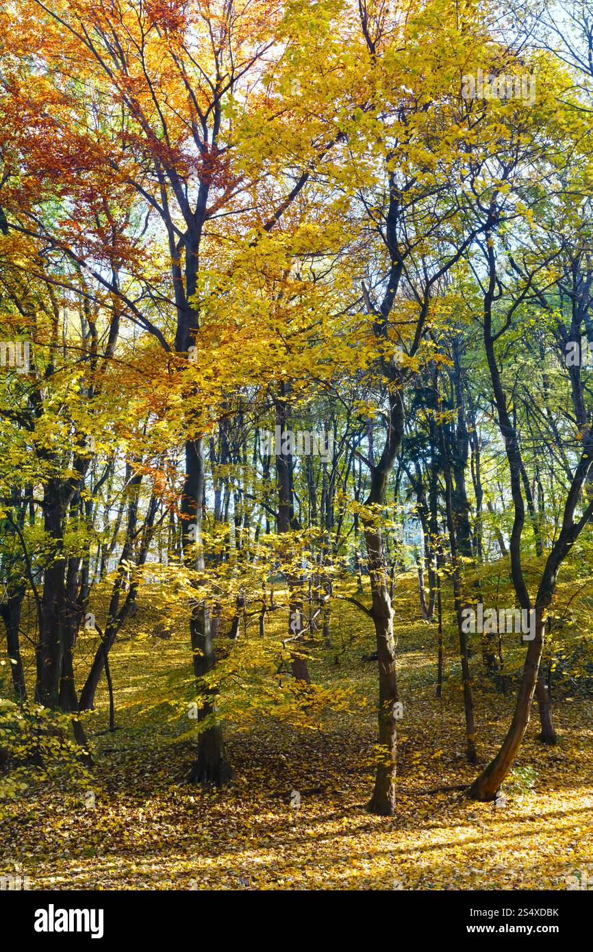 Grün-Gelber Teppich des Herbstes lässt mit Schatten der Bäume im Stadtpark. Stockfoto
