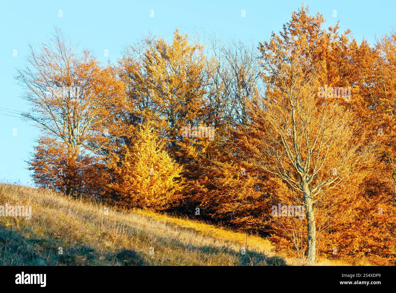 Wunderschöne Bäume mit goldenem Laub auf dem herbstlichen Hügel. Stockfoto