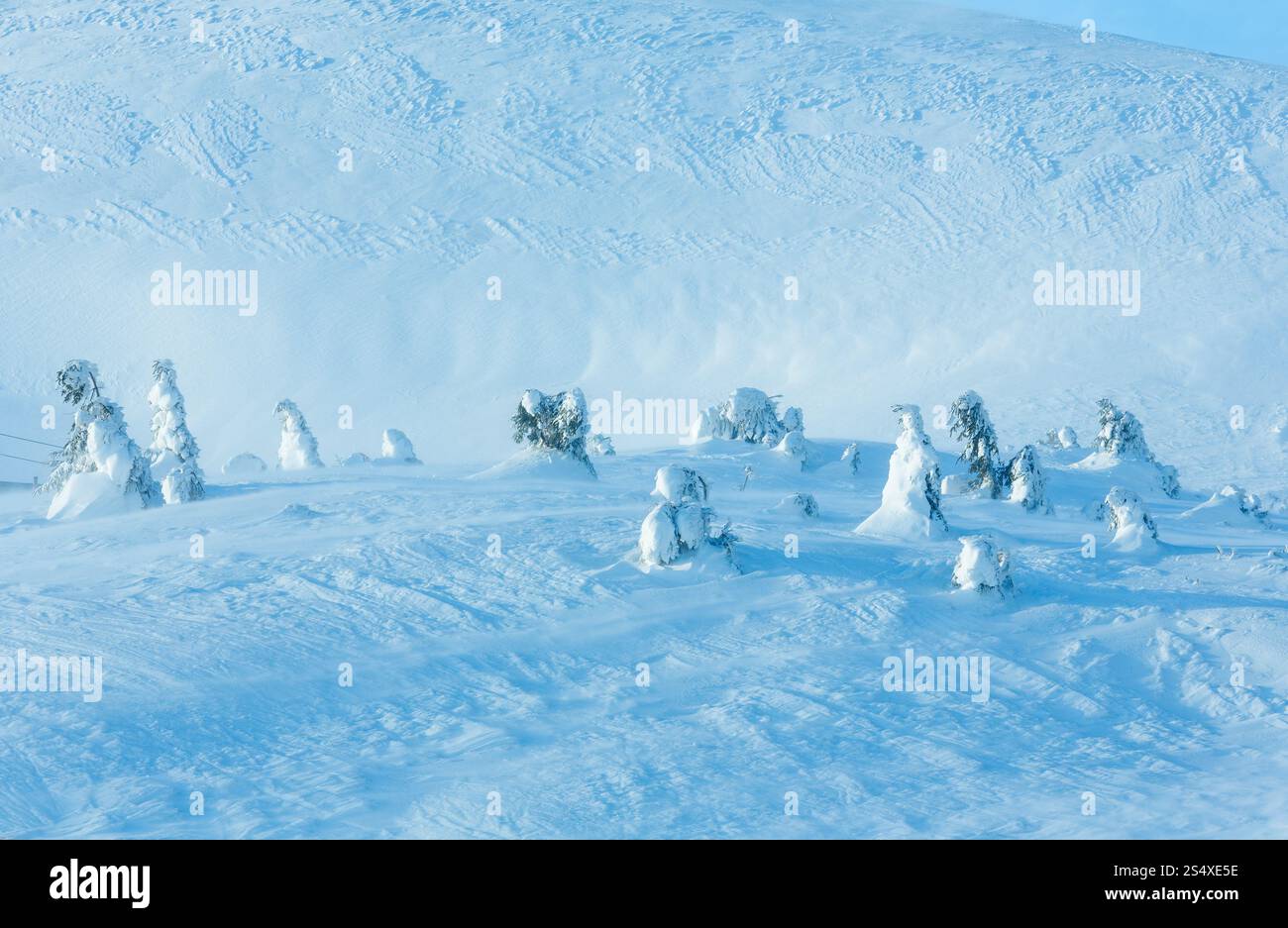 Eisige verschneiten Tannen auf Winter Morgen Hügel (Karpaten). Stockfoto