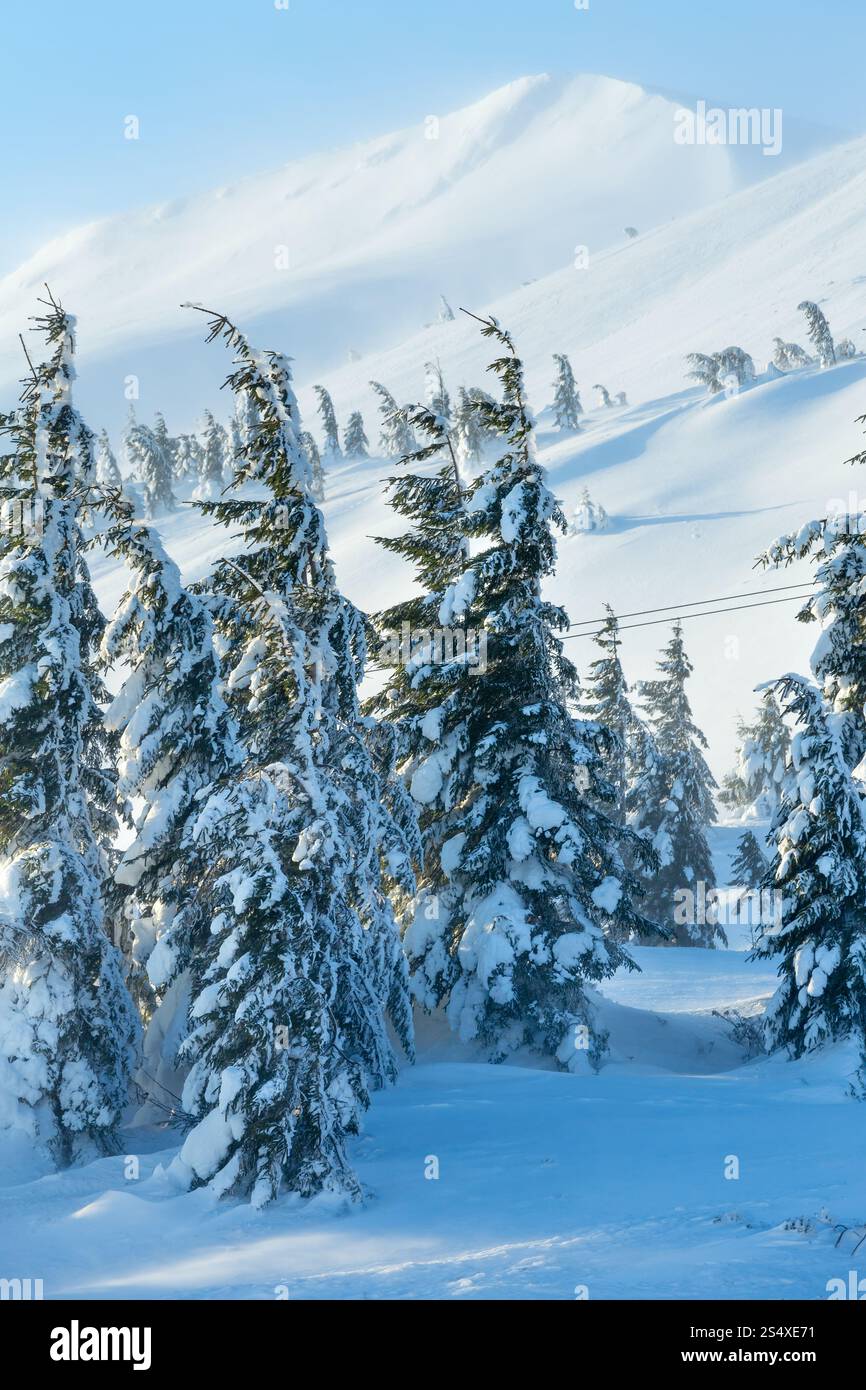 Eisige verschneiten Tannen auf Winter Morgen Hügel (Karpaten). Stockfoto