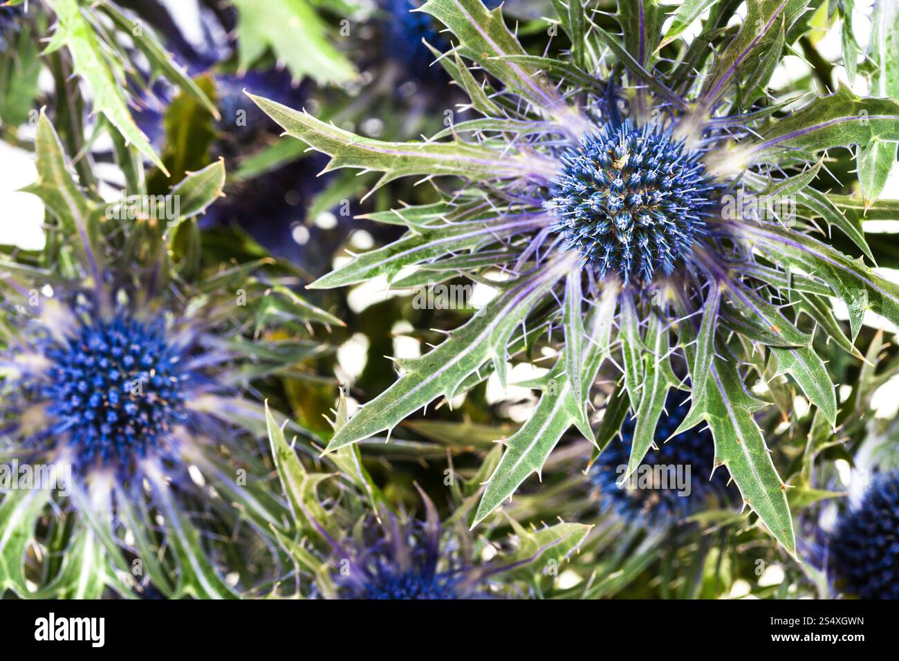 natürlichen Hintergrund aus blauen Distel (Eryngium) Blüten Stockfoto