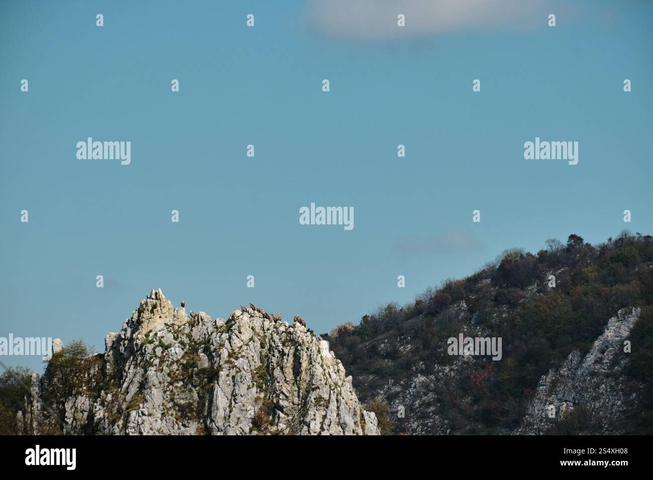 Viele wilde Greifvögel nisten in den Bergen. Weißkopfseeadler stehen auf einer Klippe, Blick aus der Ferne. Natur und Fauna im Südwesten Serbiens Stockfoto