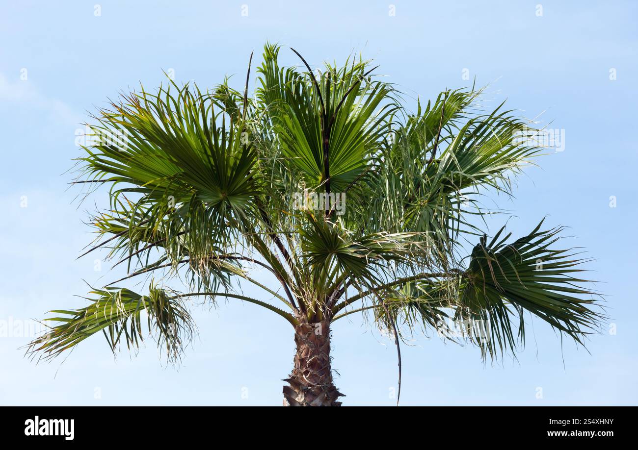 Palm-Baum oben auf blauen Himmelshintergrund. Stockfoto