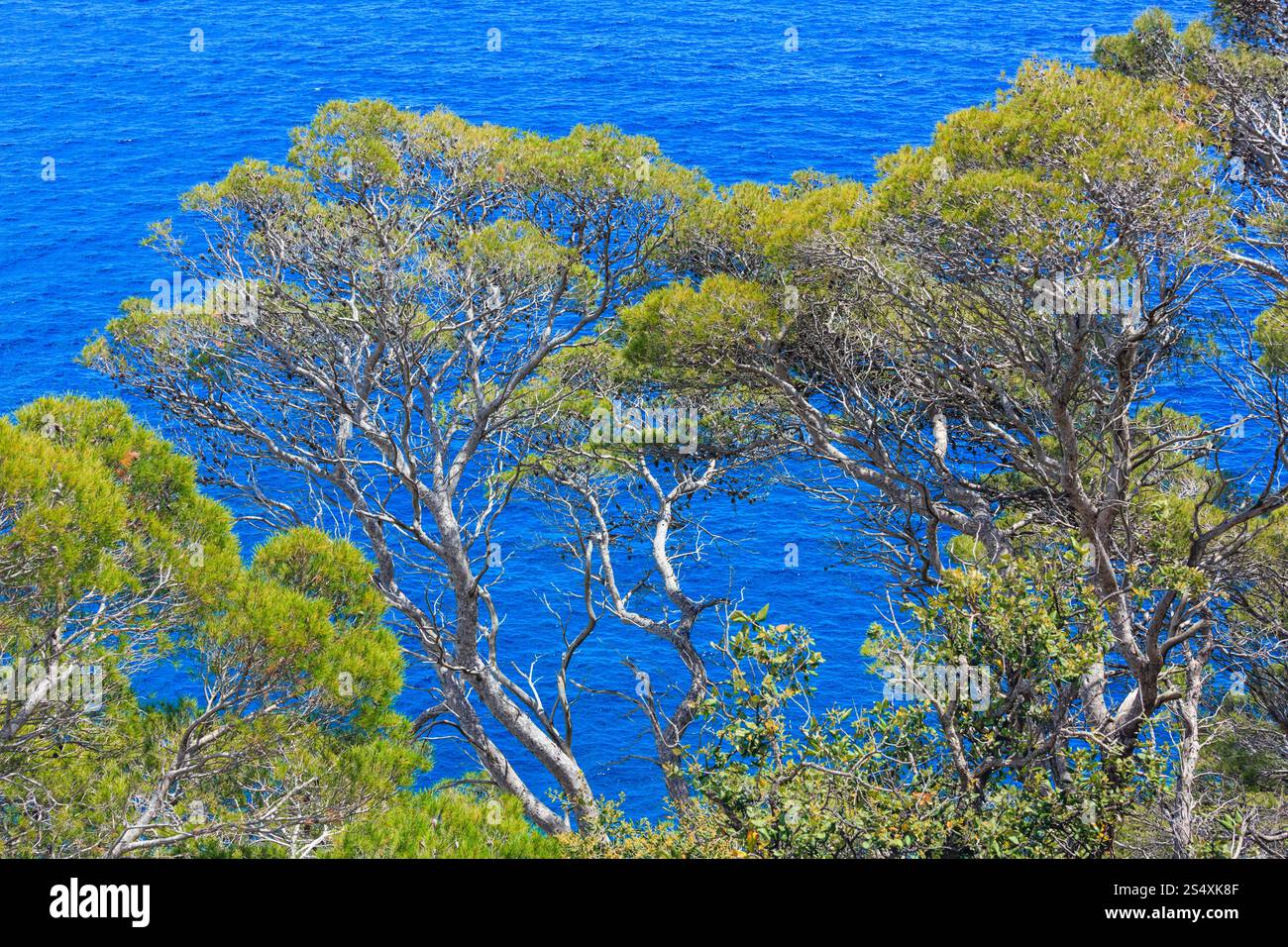 Kiefern am Rand der Klippe über dem Meer. Stockfoto