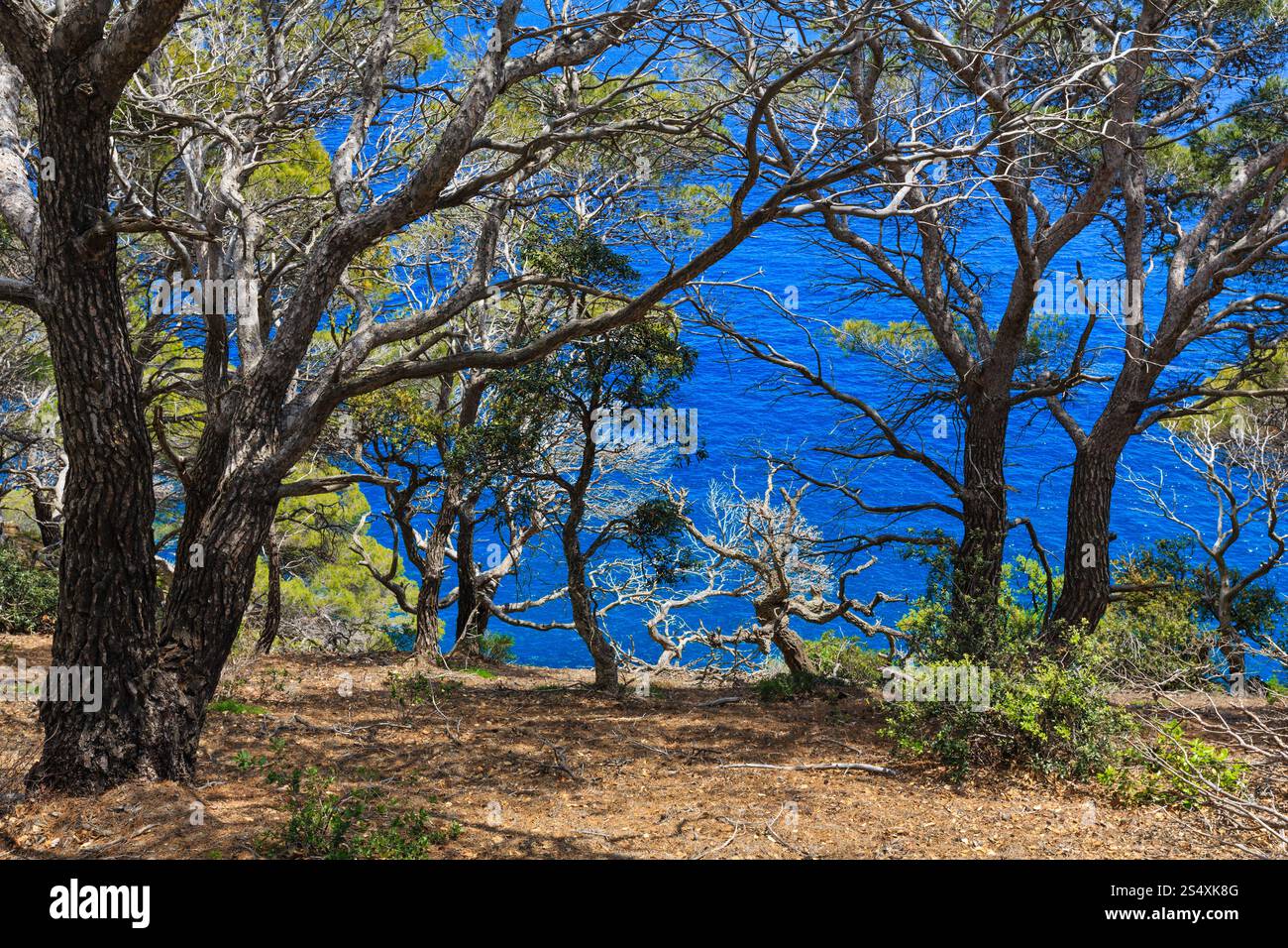 Kiefern am Rand der Klippe über dem Meer. Stockfoto