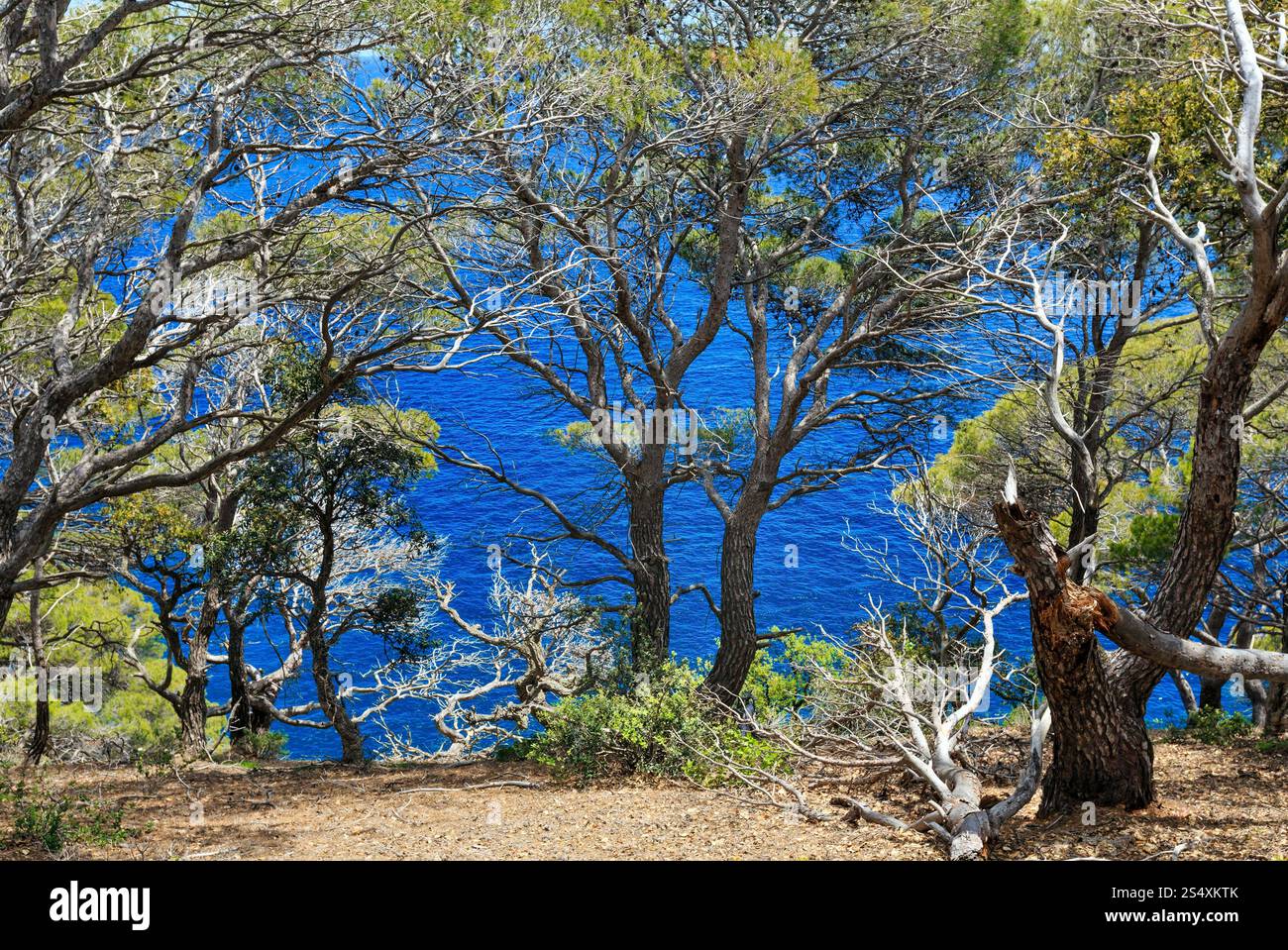 Kiefern am Rand der Klippe über dem Meer. Stockfoto