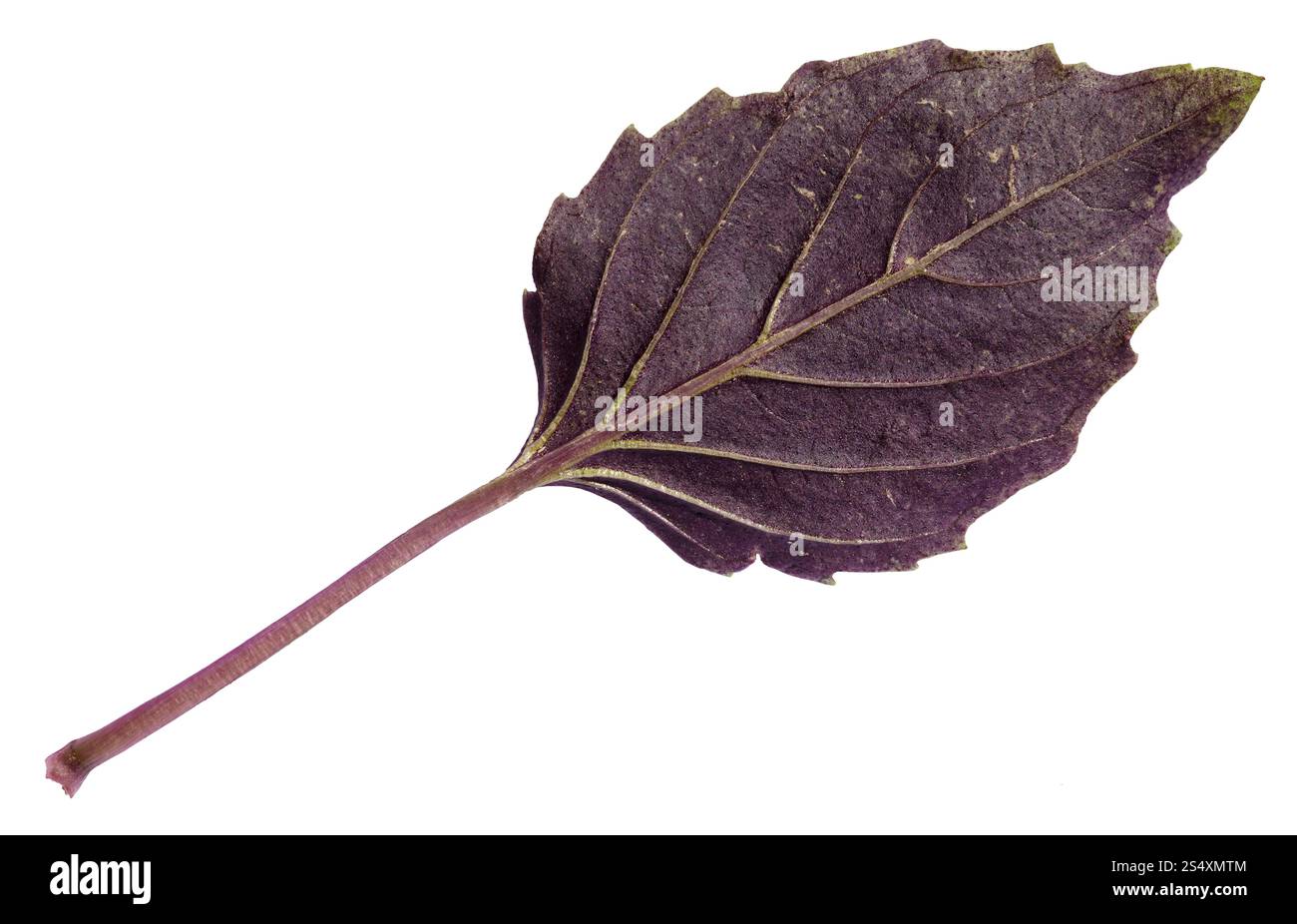 Frische Blätter lila Basilikum Pflanze isoliert auf weißem Hintergrund Stockfoto