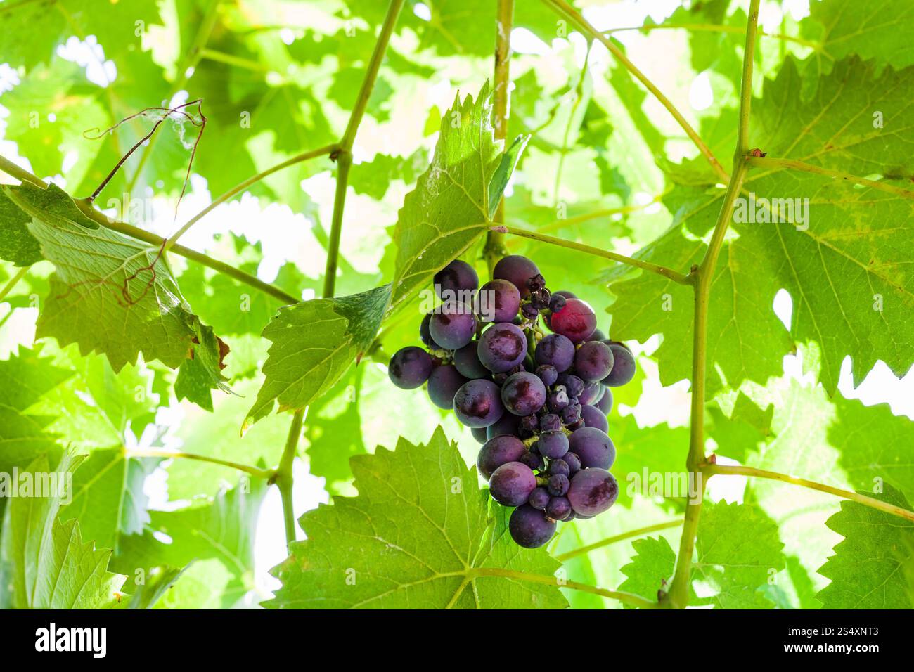 reife dunkle rote Weintraube auf Reben am sonnigen Sommertag Stockfoto