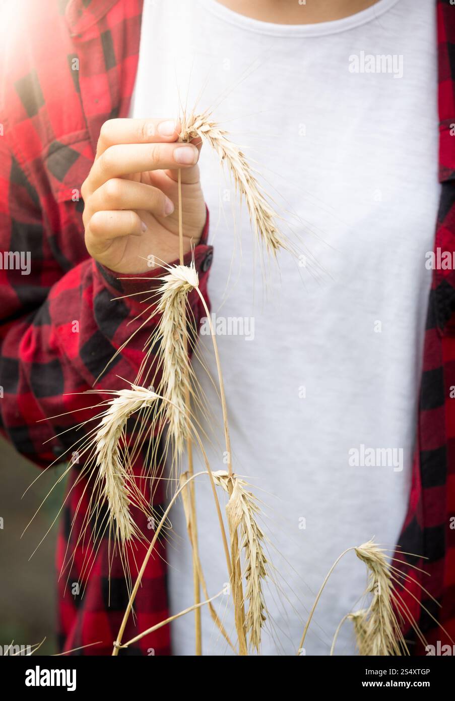 Closeup getönten Foto junge Inhaber goldene Ähren am Feld Stockfoto