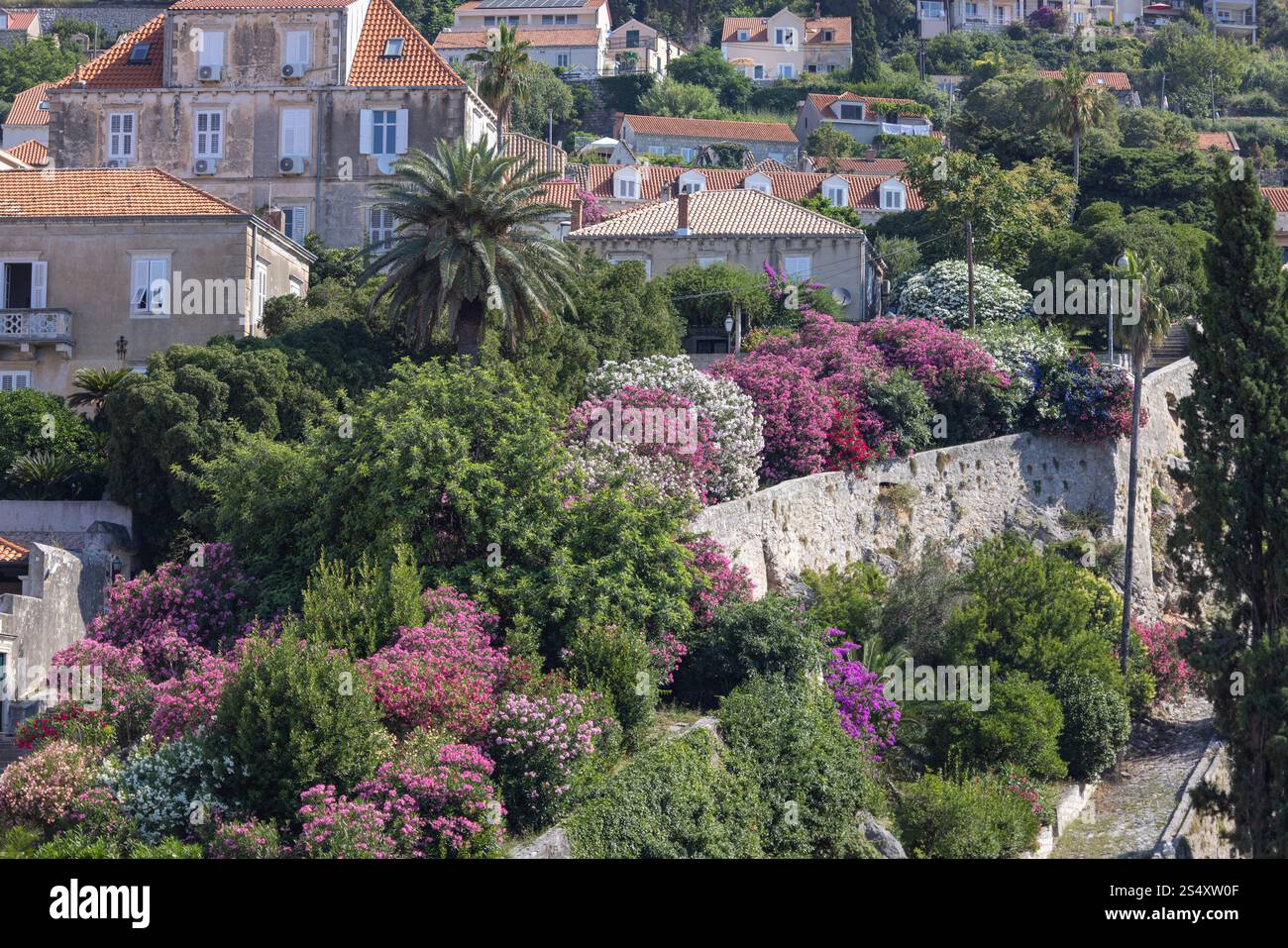 Dubrovnik, Kroatien - 27. Juni 2023: Blick von der mittelalterlichen Stadtmauer auf den Hügel mit Gebäuden, die mit Oleanderbüschen verziert sind Stockfoto