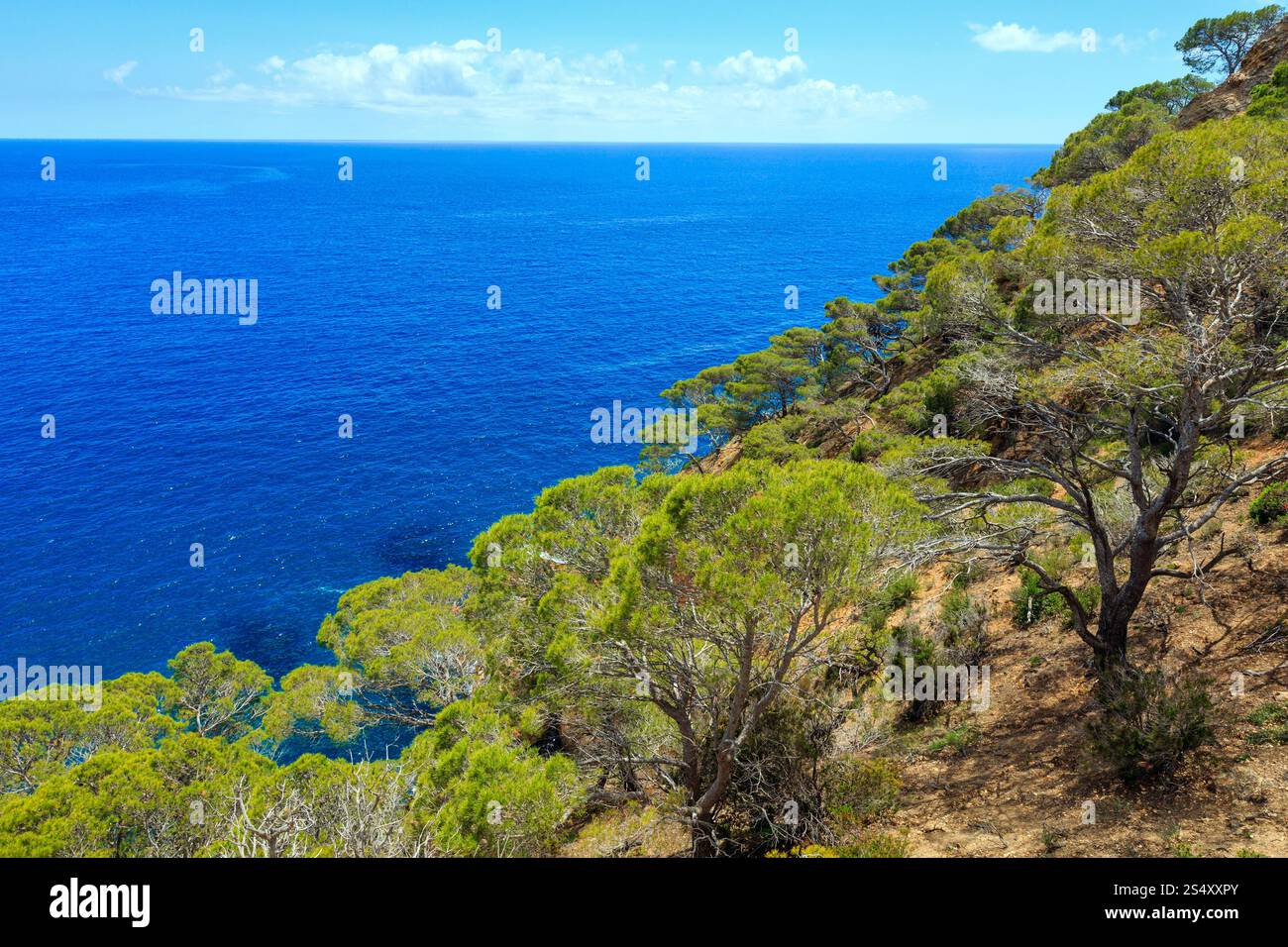 Kiefern am Rand der Klippe über dem Meer. Stockfoto
