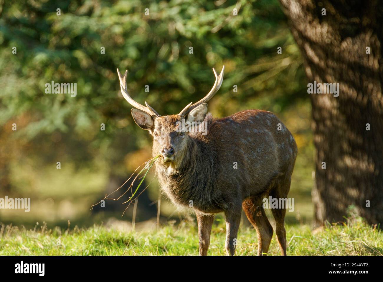 Ein wilder sika-Hirsch mit beeindruckenden Geweihen, der in seiner natürlichen Waldumgebung frisches Gras frischt, Studley Royal, Ripon, North Yorkshire, Großbritannien. Stockfoto