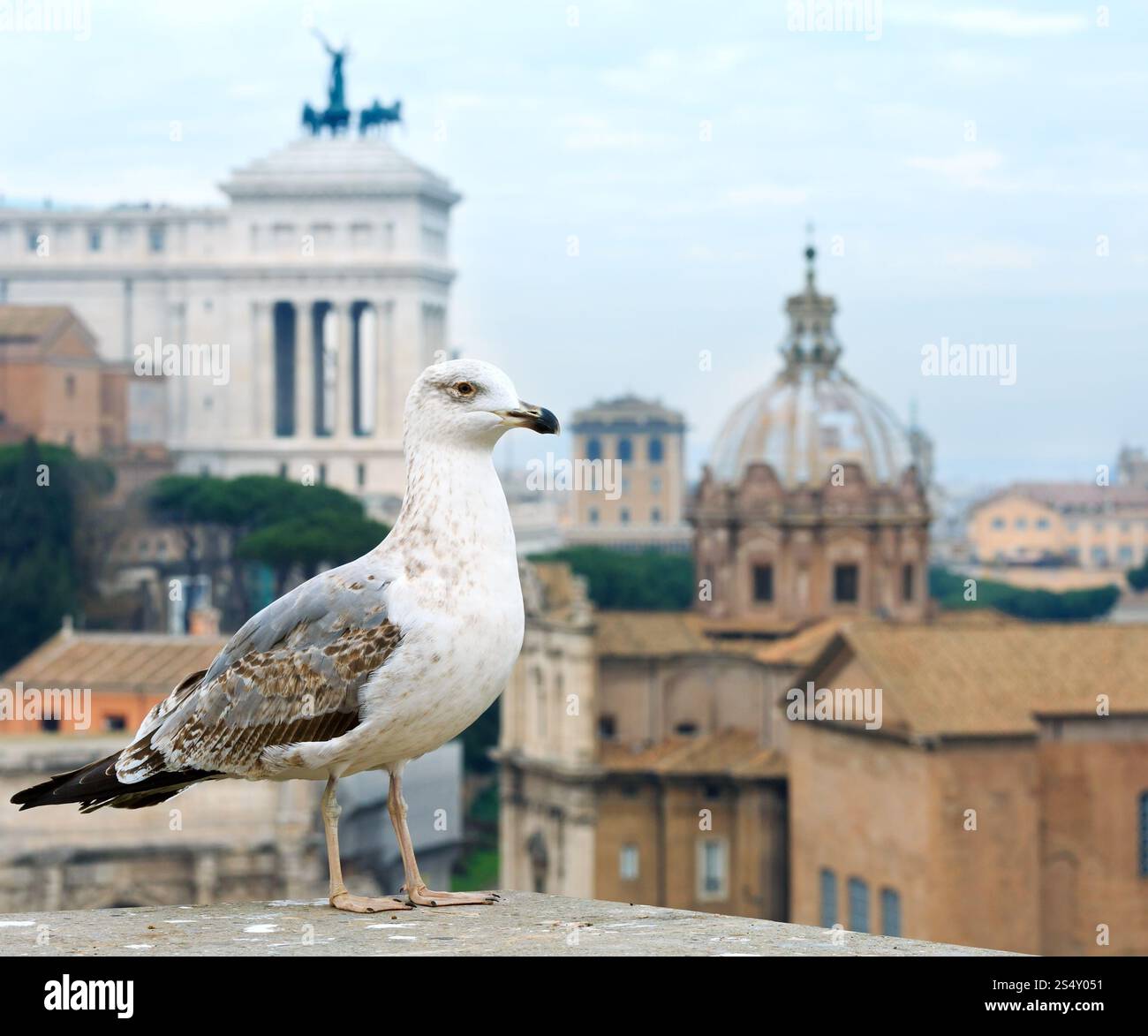 Blick auf Rom vom Palatin, Italien. Konzentrieren Sie sich auf den Vogel vorne. Stockfoto
