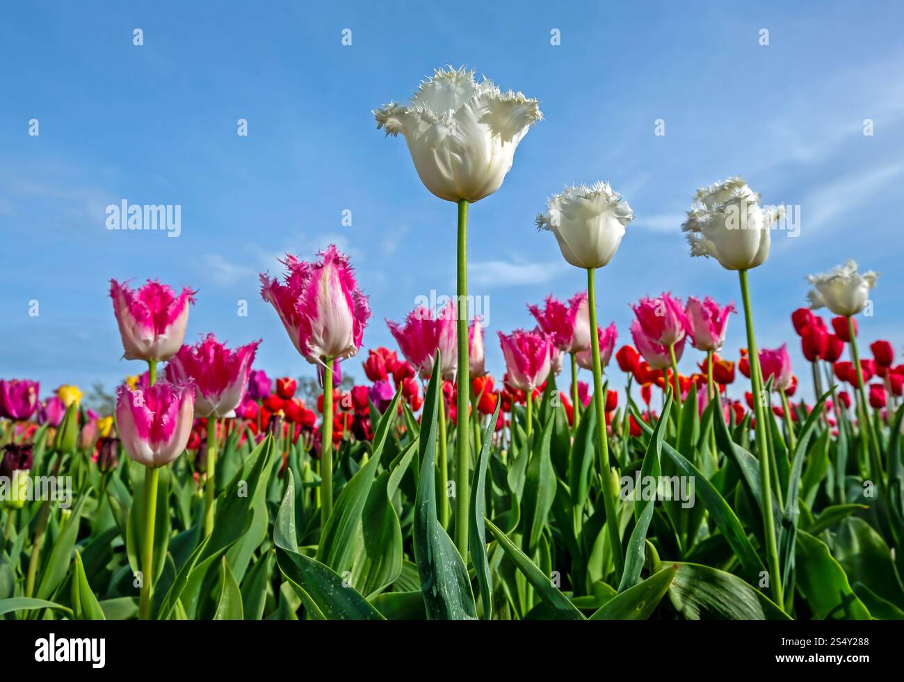 Tulpenzwiebeln ‚Spring Green‘ – 32 Stück, Viridiflora-Tulpe, 50 Cm Hoch, Blüte April-Mai, Mehrjährig, Für Beet & Topf – Aus Niederländischem Anbau