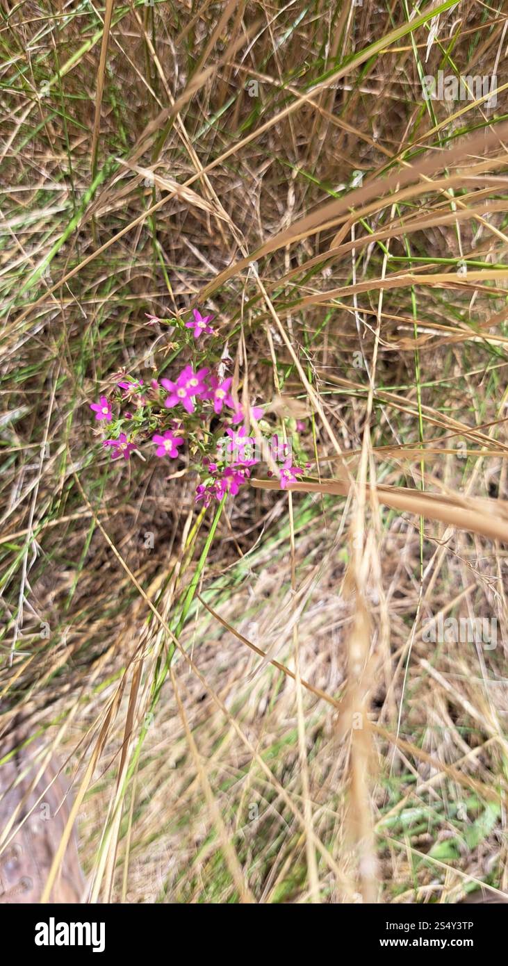 Schlanke Zentaury (Centaurium tenuiflorum) Stockfoto