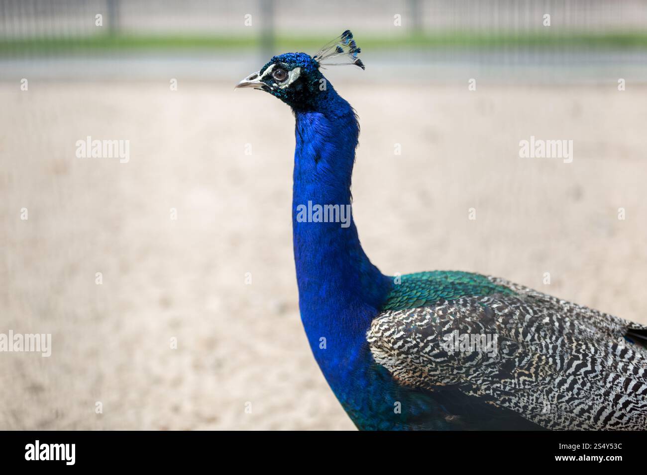 Nahaufnahme Bild des männlichen Pfau Kopf mit blauen Federn Stockfoto