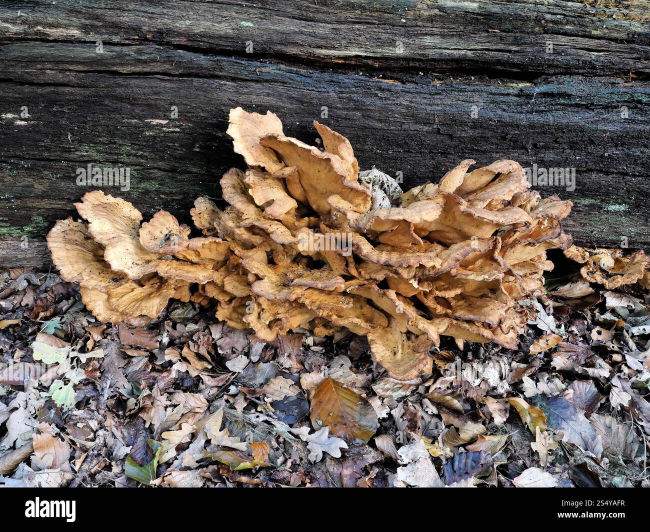 Die Giant Polypore kommt vor allem in Laub- und Mischwäldern vor, wo sie auf verfallenen Baumstämmen wächst. Stockfoto