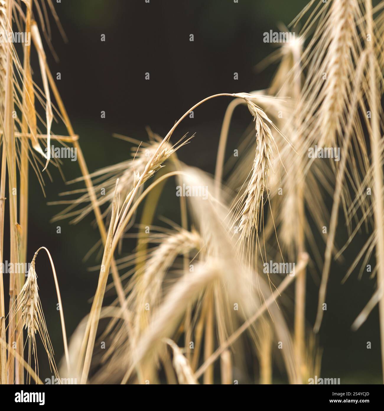 Reife Weizenohren auf dem Feld vor schwarzem Hintergrund Stockfoto