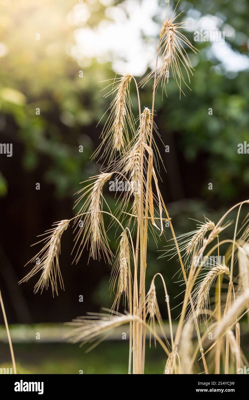 Makroaufnahme reifer Weizenspitzen auf dem Feld am sonnigen Tag Stockfoto