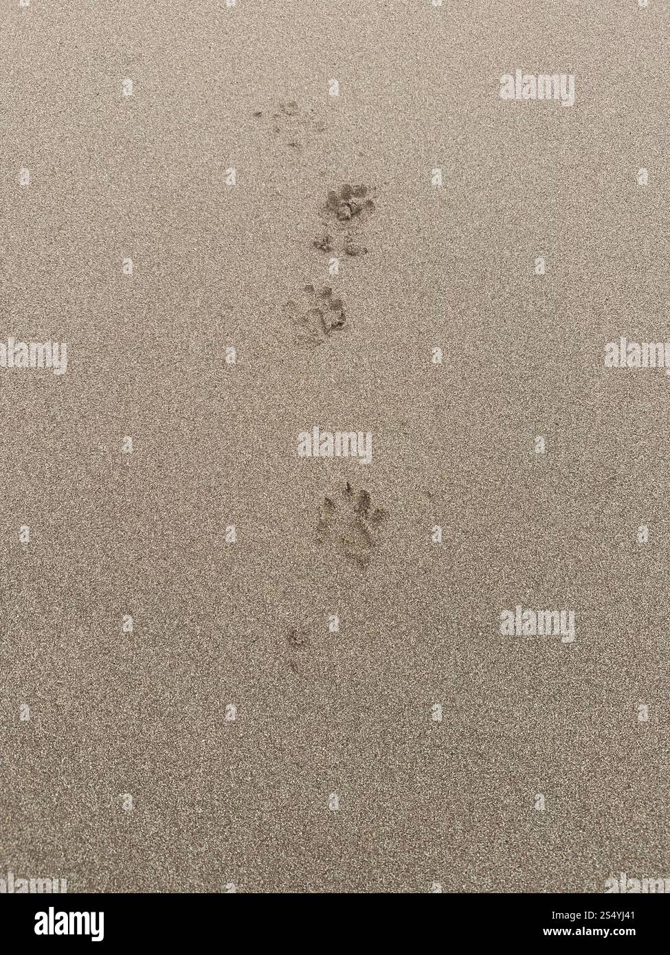 Otter-Ausdrucke - Smartphone-aufgenommenes Stockfoto