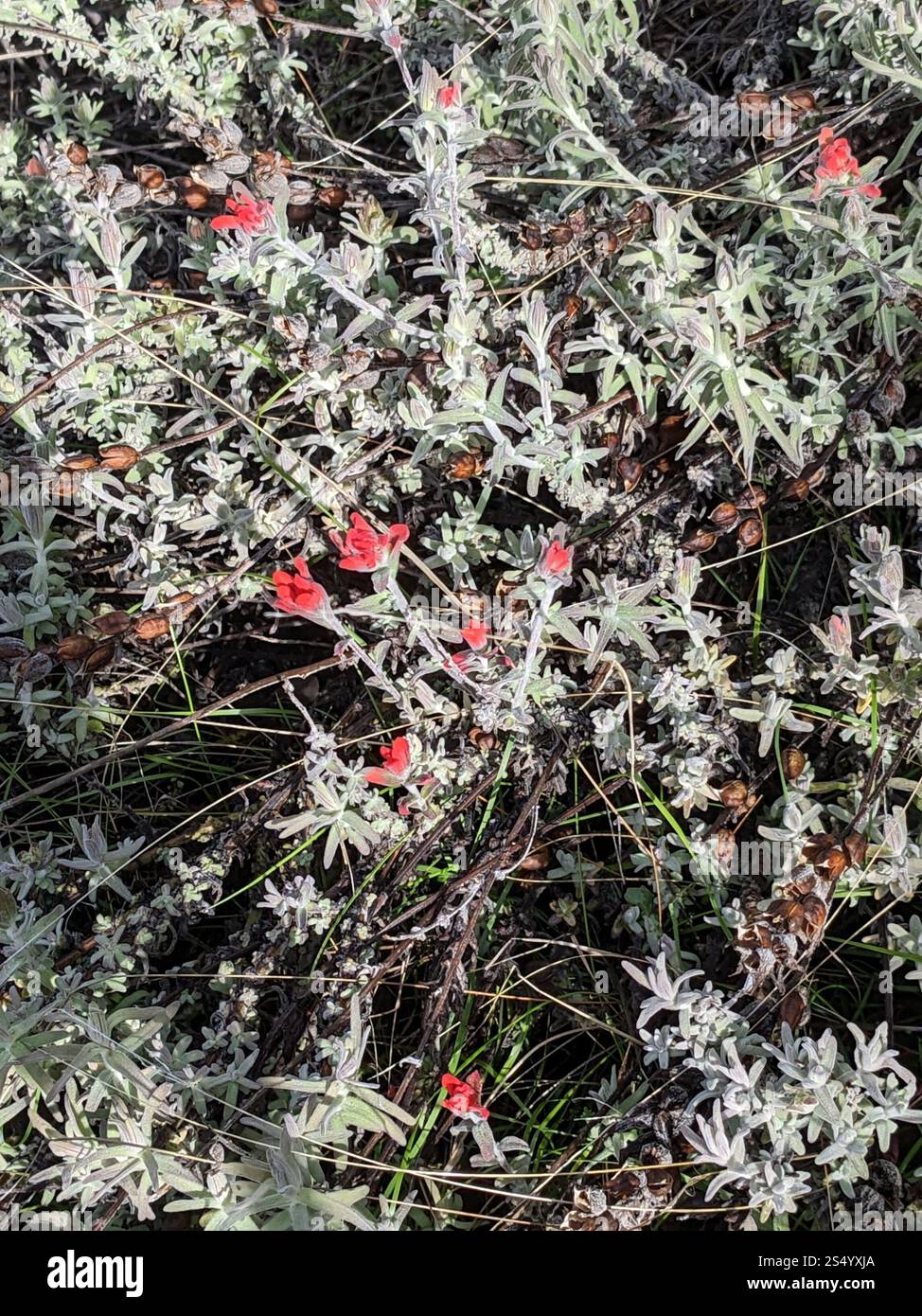 Indischer Wollpinsel (Castilleja foliolosa) Stockfoto