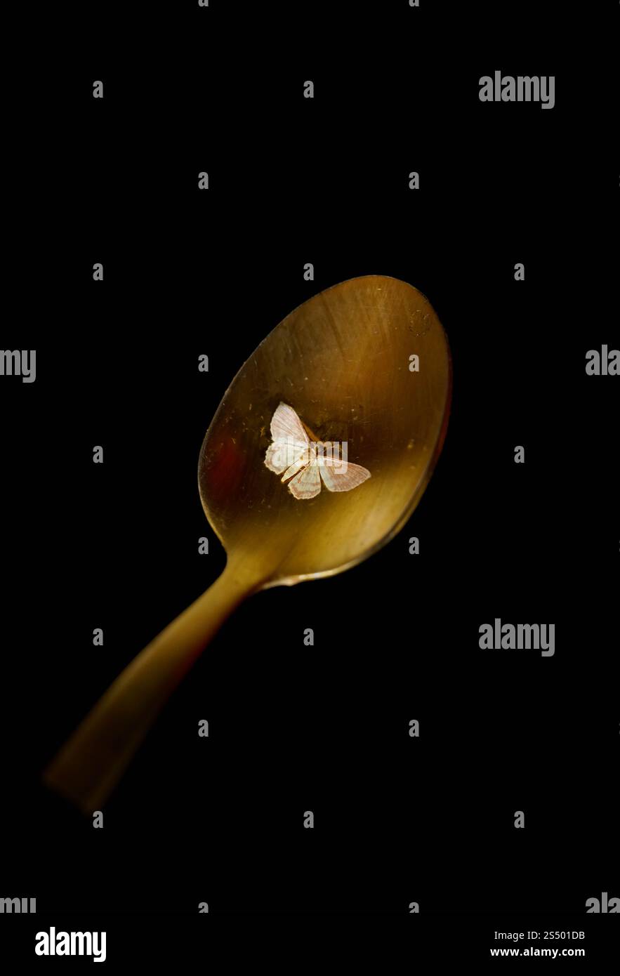 Kleiner weißer Schmetterling tot in einem kleinen goldenen Löffel auf schwarzem Hintergrund Stockfoto