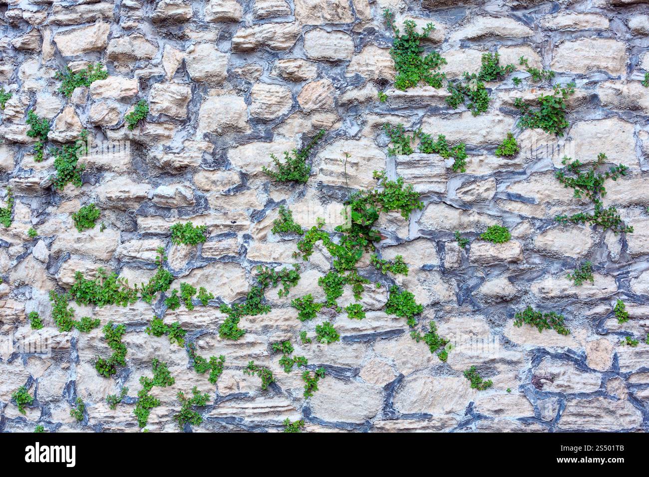 Fragment der alten Steinmauer mit Pflanzen (architektonischen Hintergrund Muster). Stockfoto