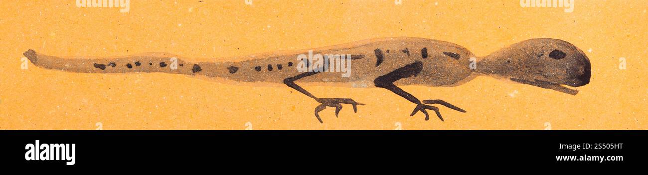 Ausbildung im Suibokuga Stil mit Aquarellfarben - Skizze der Eidechse auf orange farbiges Papier zeichnen Stockfoto