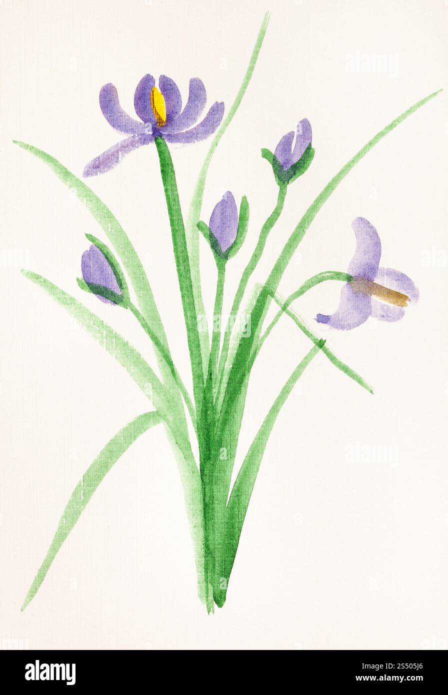 Ausbildung im Suibokuga Stil mit Aquarellfarben - Bouquet von frischen Iris Blumen auf Papier zeichnen Stockfoto