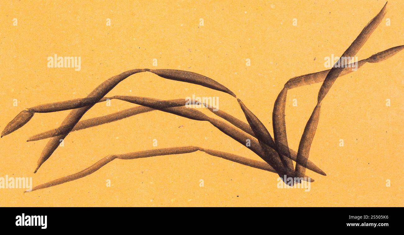 Ausbildung im Suibokuga Stil mit Aquarellfarben - Skizze des Grases auf orange farbigem Papier zeichnen Stockfoto