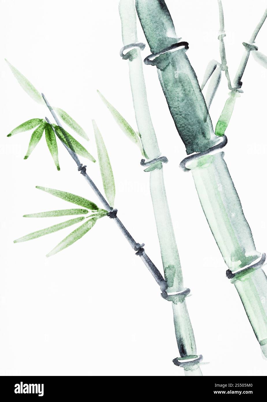 Ausbildung im Suibokuga Stil mit Aquarellfarben - Zuckerrohr-Stämme auf weißem Papier zeichnen Stockfoto