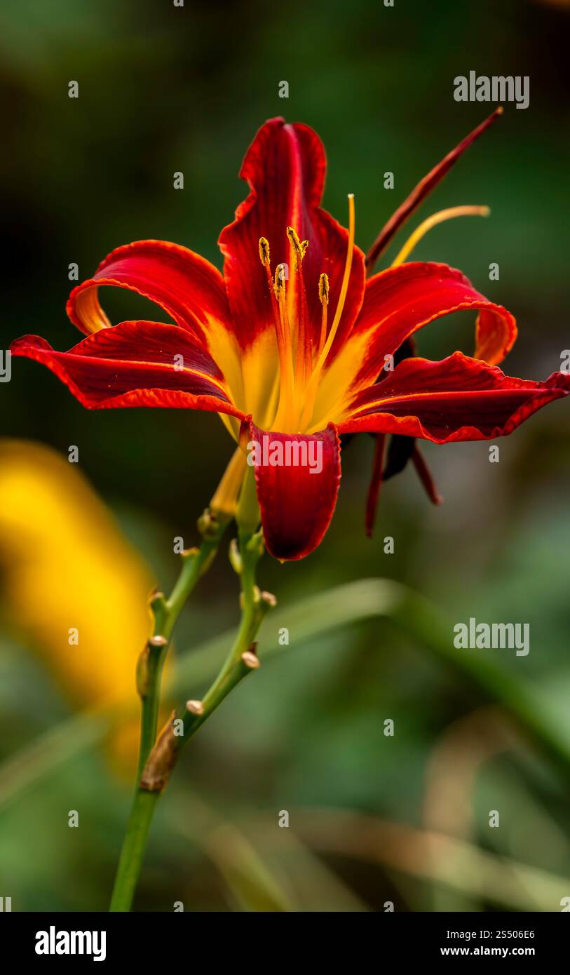 Lebendige rote und gelbe Taglilie aus nächster Nähe in einem natürlichen Garten Stockfoto