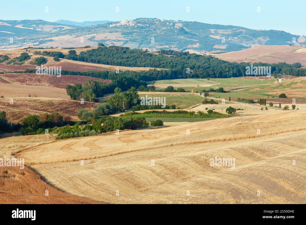 Schöne Landschaft von Sommer Landschaft mit Weizen und Oliven Baum, Italien. Stockfoto