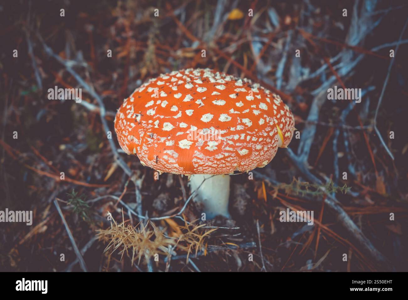 Amanita muscaria. Fliegenpilz aus Agarpilz. Nahansicht. Amanita muscaria. Fliegenpilzpilzhocker Stockfoto