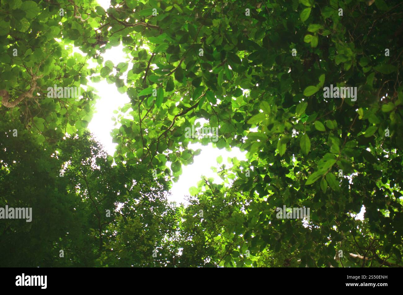 Von der wunderschönen Natur Green tree forest Hintergrund verschwommen. Stockfoto