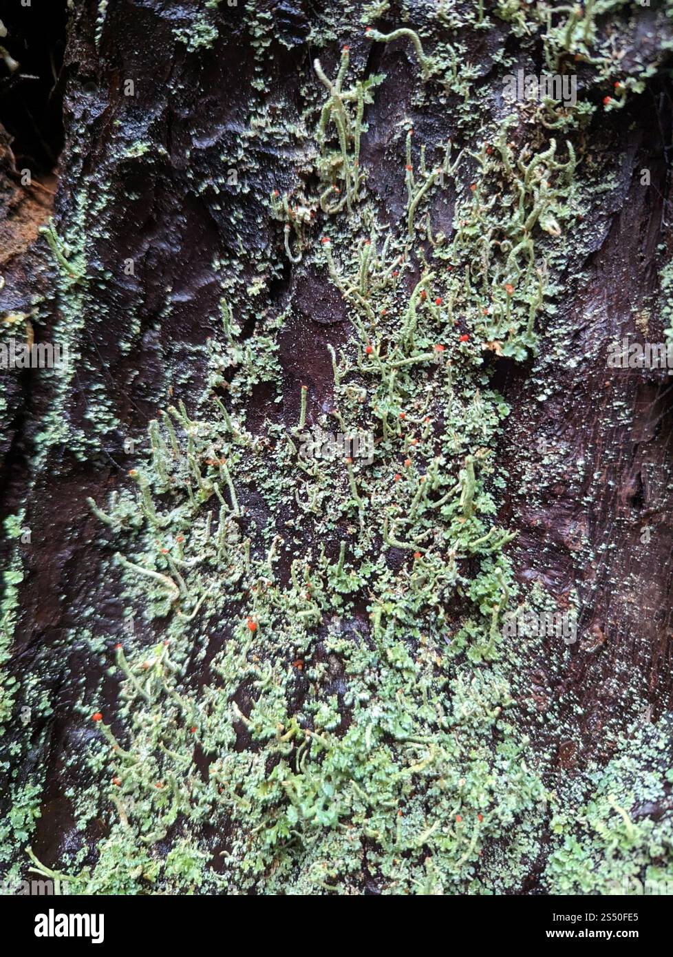 Lippenstift Powderhorn (Cladonia macilenta) Stockfoto