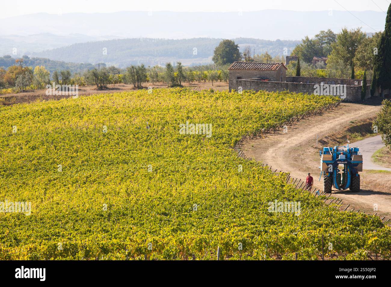 Traubenerntemaschine, Traubenernte, Weinberge, chianti, Gebiet von brolio, Provinz siena, toskana, italien, europa Stockfoto Traubenerntemaschine, Traubenernte, Weinberge, chianti, Gebiet von brolio, Provinz siena, toskana, italien, europa Stockfoto