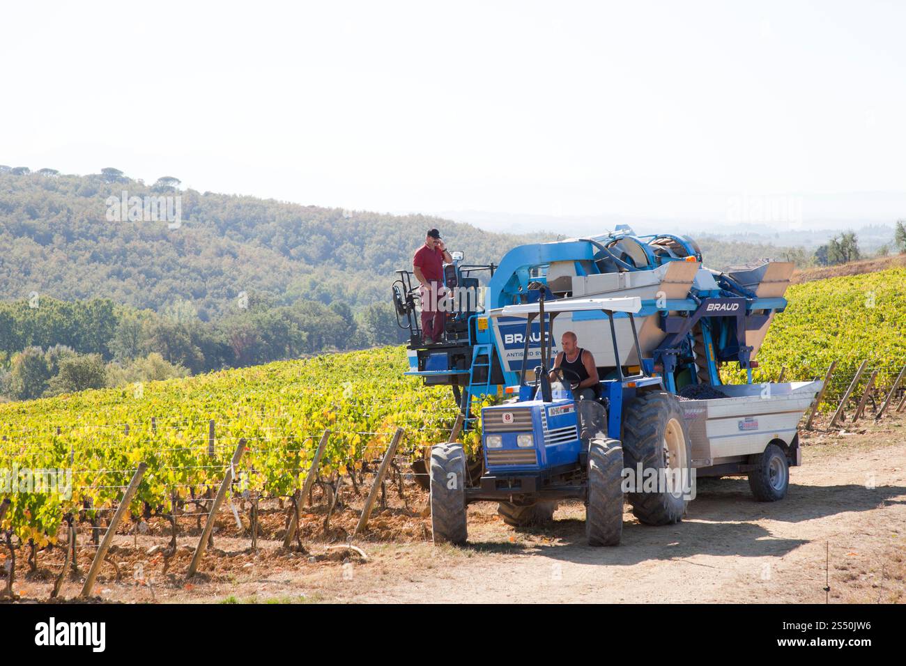 Traubenerntemaschine, Traubenernte, Weinberge, chianti, Gebiet von brolio, Provinz siena, toskana, italien, europa Stockfoto Traubenerntemaschine, Traubenernte, Weinberge, chianti, Gebiet von brolio, Provinz siena, toskana, italien, europa Stockfoto