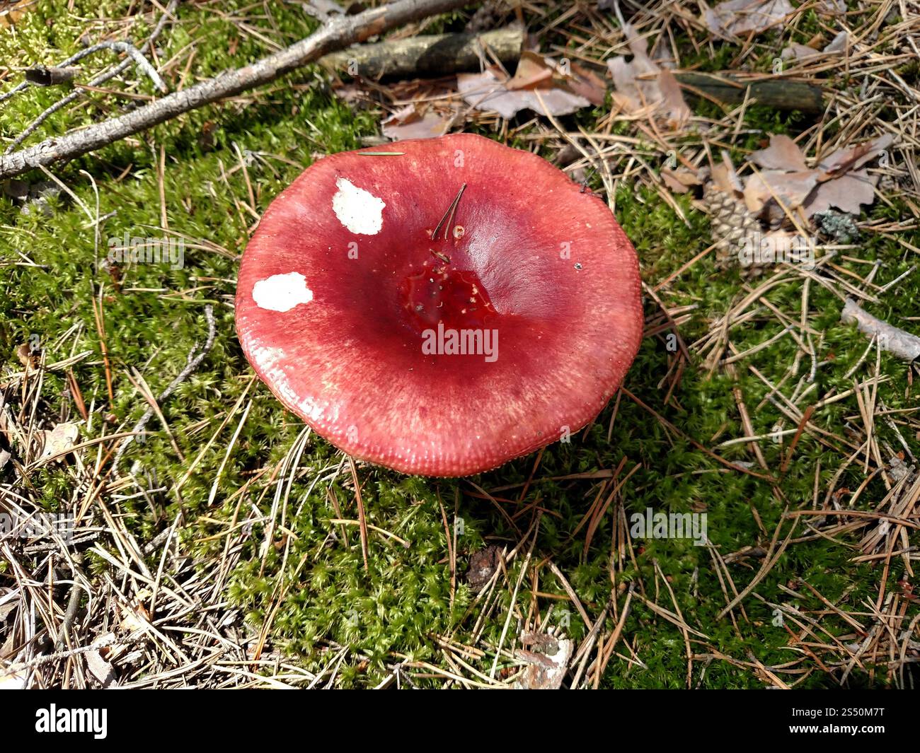 Roter Pilz im Sommer Wald. Stockfoto