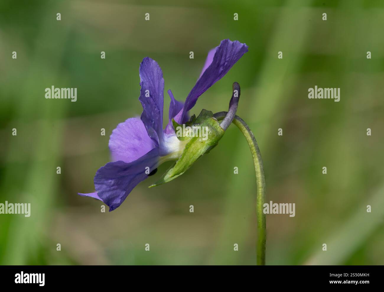 Lange Stiefmütterchen, Viola calcarata, Font D'Urle, Vercors, Frankreich Stockfoto