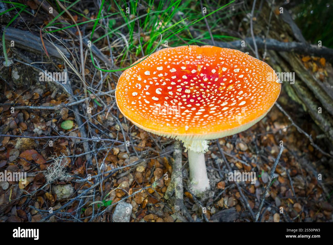 Amanita muscaria. Fliegenpilz aus Agarpilz. Nahansicht. Amanita muscaria. Fliegenpilzpilzhocker Stockfoto
