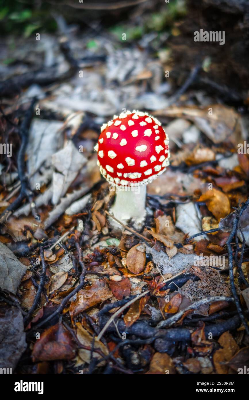 Amanita muscaria. Fliegenpilz aus Agarpilz. Nahansicht. Amanita muscaria. Fliegenpilzpilzhocker Stockfoto