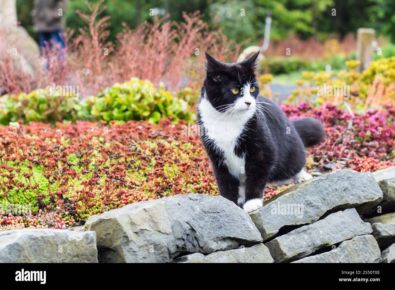 Reisen nach Island - Hauskatze in öffentlichen Familie arctic Park Laugardalur Tal der Stadt Reykjavik im September Stockfoto