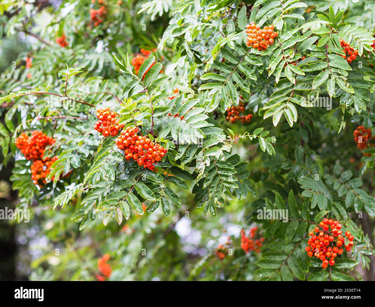 Reisen nach Island - Zweig der Rowan Tree in Regen in öffentlichen Familienpark im laugardalur Tal der Stadt Reykjavik im September Stockfoto