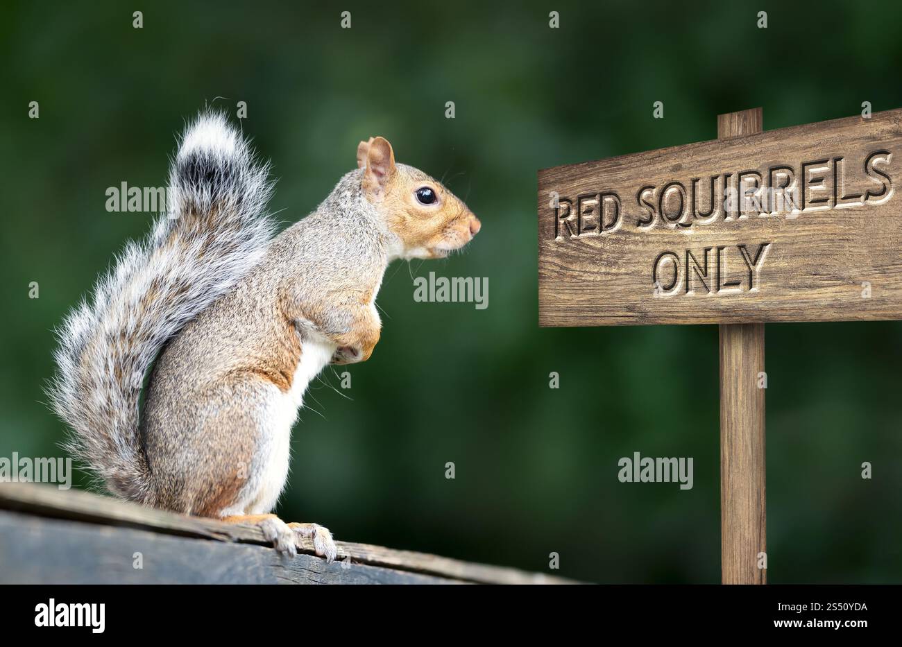 Graues Eichhörnchen mit Blick auf das rote Eichhörnchen-Schild Stockfoto