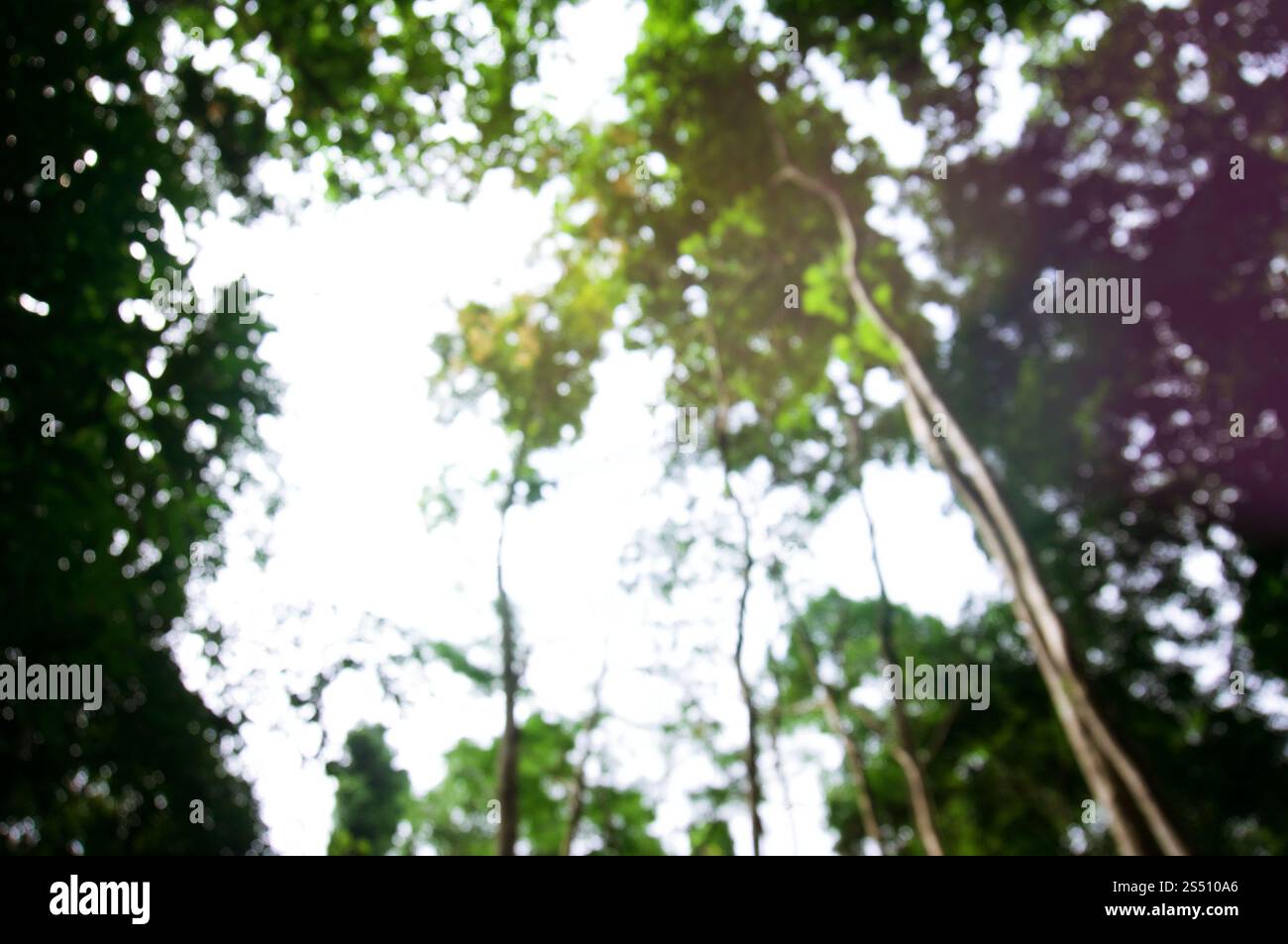 Von der wunderschönen Natur Green tree forest Hintergrund verschwommen. Mit kopieren. Stockfoto