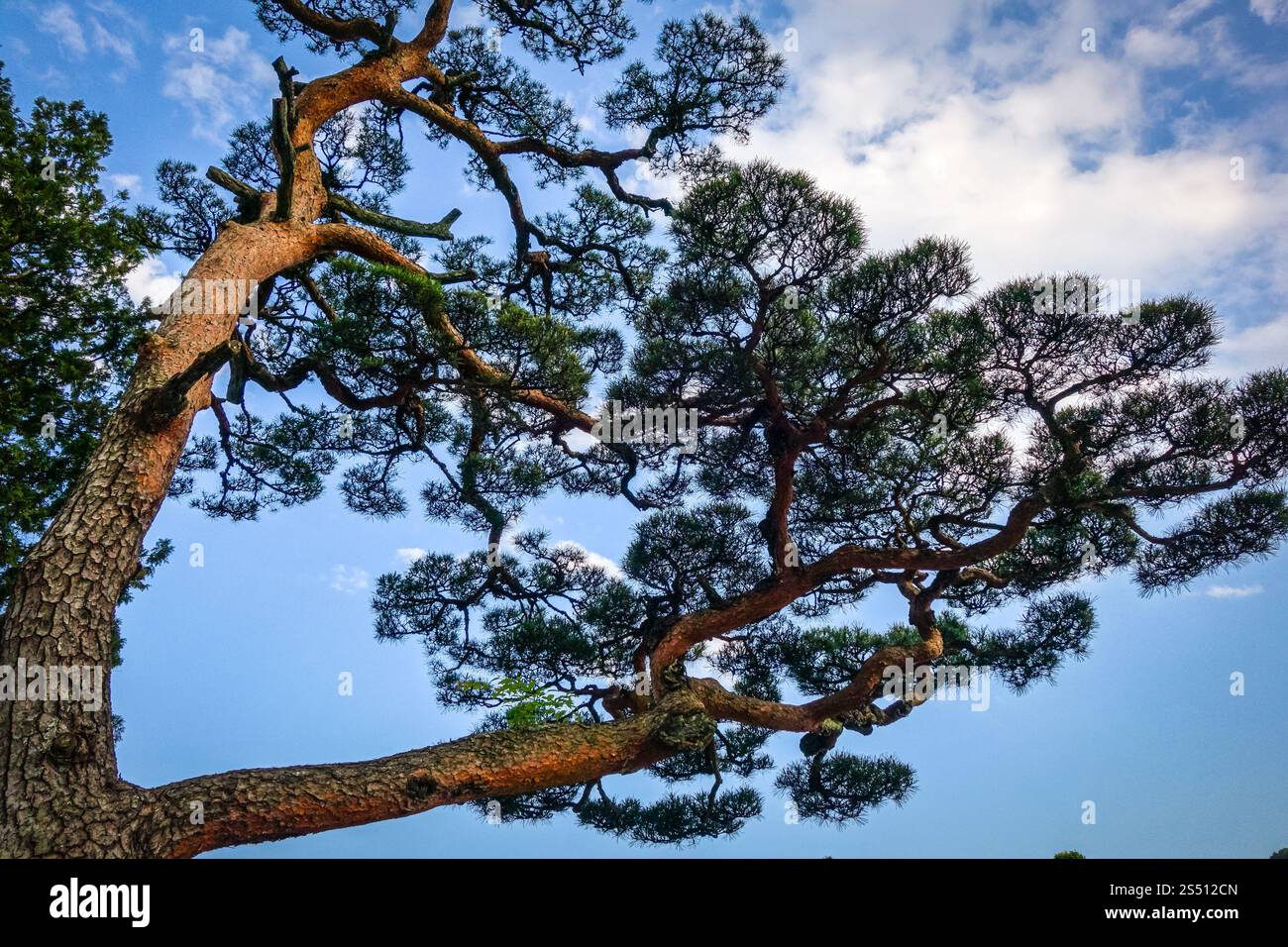 japanische Schwarzkiefer, pinus thunbergii, am blauen Himmel, Nikko, Japan. japanische Schwarzkiefer am blauen Himmel, Nikko, Japan Stockfoto
